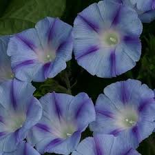 Morning Glory Seeds 27 Morning Glories Heavenly Blue Grandpa Ott Morning Glory Seeds Blue Morning Glory Morning Glory Flowers