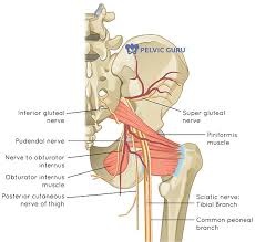The muscles within the pelvis may be divided into two groups: What Is The Pelvic Floor Your Pace Yoga