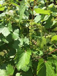 We did not find results for: How To Remove Wild Grape Vines 457127 Ask Extension
