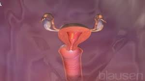 Scheidenpilz Vaginalpilz Symptome Hausmittel Behandlung Onmeda De
