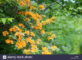 Blooming Flame Azaleas Rhododendron Calendulaceum On Cherohala Skyway Stock Photo Azaleas Rhododendron Bloom