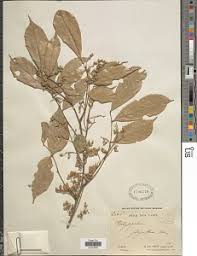 Image result for Platysepalum