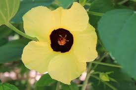 Image result for Hibiscus diversifolius