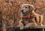12 Best Large Dog Breeds For Families With Children