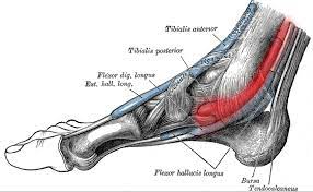 4 Ways To Prevent And Treat Posterior Tibial Tendonitis Runners Connect