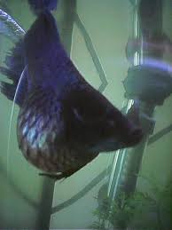 Dropsy Fish Care
