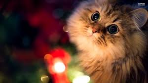 Gudangnya informasi tentang kucing, penyayang kucing, artikel kucing, perawatan kucing, jual kucing, ras kucing, kucing persia, dokter hewan, daftar alamat petshop, game kucing. Cat Christmas Wallpaper Trick Wallpaper Kucing Kucing Lucu Kucing