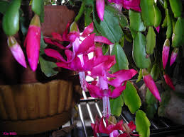 Easter cactus is similar to the christmas cactus but true species have some differences. Gardening Granny S Gardening Pages Christmas Thanksgiving And Easter Cacti