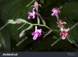 Image result for Calanthe sylvatica