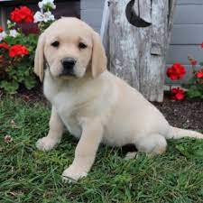 Bizzy and chuck aka the movie man are back !!!super fun video we are testing out two new action cameras i had purchased with my good buddy chuck! Labrador Retriever Puppy Dog For Sale In North Canton Ohio
