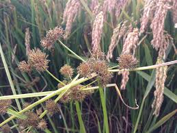 Image result for Cyperus difformis