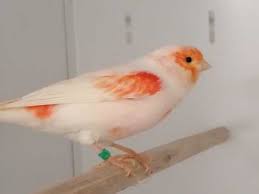 We did not find results for: Canaries For Sale In Market Harborough Buy Sell Rehome Birds Pets4homes