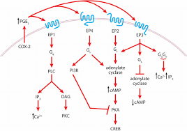 The company is headquartered in the p. Cyclooxygenase 2 Cox 2 And Prostaglandin E 2 Pge 2 Signaling In Download Scientific Diagram
