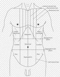 We'll look at these, then we'll look at the special venous drainage of these organs. Gray S Anatomy Abdominal Tenderness Epigastrium Abdomen Hypogastrium Others Png Pngwing