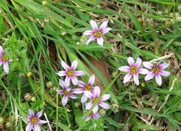 Image result for Sisyrinchium micranthum