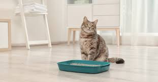 What To Do When Your Cat Is Pooping Or Peeing Outside The Litter Box