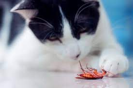 There are also some insects that eat cockroaches. Are Cats Good At Killing Cockroaches Cockroach Zone