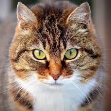 Even though each species has its own distinct looks and characteristics. Cats Quiz Trivia Questions And Answers Free Online Printable Quiz Without Registration Download Pdf Multiple Choice Questions Mcq