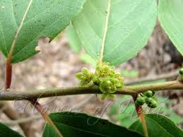 Image result for Casearia