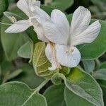Image result for Barleria albostellata
