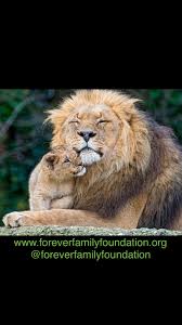 Sunday Snuggles Animals Beautiful Animal Hugs Great Cat