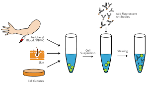 Flow Cytometry Fundamental Principle How Facs Works Boster