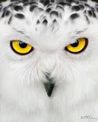 White Bird With Big Eyes Painting By William Fleming Snowy Owl Owl Eyes Owls Drawing