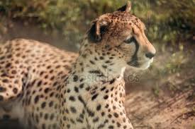 Image result for CHEETAH royalty free photo