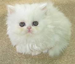 Feel free to buy extreme punch face big round eyes persian cats for sale online from trusted sellers in pakistan on no.1 pet classifieds. Cute Persian Cat Karachi For More Details Visit Our Site Post Free Ads Pakistan Cute Cats Popular Cat Breeds Pretty Cats
