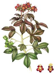 Image result for Jatropha gossypiifolia
