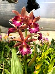 Image result for Phaius
