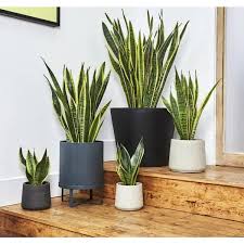 Image result for Vahadenia laurentii