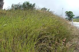 Image result for Heteropogon contortus