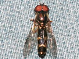 Image result for Exochaenium platypterum