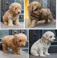 Pin Di Barboncino Friends