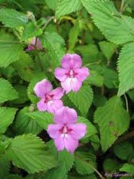 Image result for Impatiens sylvicola