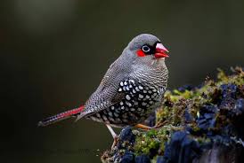 Birds Of Western Washington Red Eared Firetail Finch Male Uncommon Lives Western Australia By Bryce Godfrey They Live In Undergrowth And Dense Veg Bird Australian Birds Pretty Birds