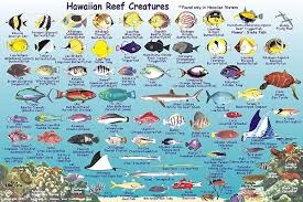 Maui Fish Frankos Molokai Creatures Guide Coral Reef