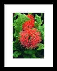 Image result for Scadoxus
