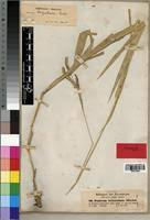 Image result for Urochloa oligobrachiata