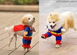 superdog evcil hayvan kiyafetleri kopek evcil hayvanlar