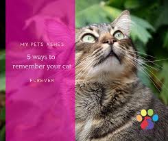 You can scatter their ashes in a special spot in the garden or on their favourite walk. My Pets Ashes Mypetsashes Twitter