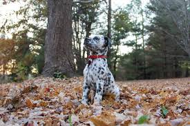 Check spelling or type a new query. 22 Dalmatian Mixed Breeds With Pictures Doggie Designer