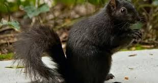 Black And White Squirrel Animal Crossing Different Types Of Squirrels Animal Facts Blog Black Squirrel Melanistic Animals Albino Animals