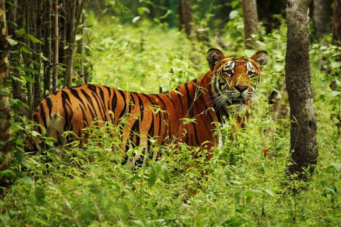 When Prince Philip went tiger shooting in Nepal – Mark Horrell