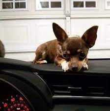 Dashboard Chi Cute Chihuahua Chihuahua Dogs Cute Puppies