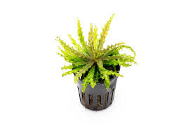 Image result for Pogonospermum subsessile