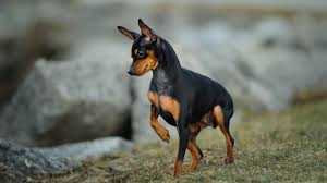 Ckc doberman breeders in canada. Miniature Pinscher Min Pin Full Profile History And Care