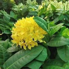 Image result for Ixora narcissodora