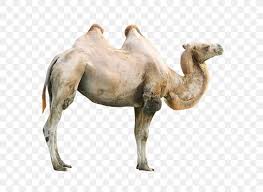 The bactrian camel (camelus bactrianus) is a mammal and one of two species of camels in the world. Giraffe Camel